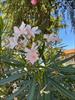 Thumbnail of Photo Number 809