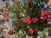 Thumbnail of Photo Number 810