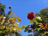 Thumbnail of Photo Number 827