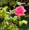Thumbnail of Photo Number 828