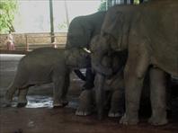 Photo: Elephant Orphanage Colombo