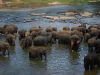 Photo: Elephant Orphanage Colombo