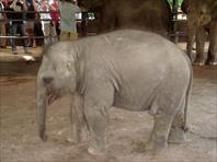 Photo: Elephant Orphanage Colombo