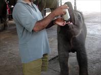 Photo: Elephant Orphanage Colombo