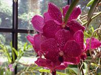 Photo: Botanical Garden SriLanka